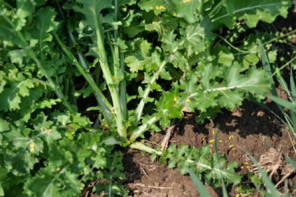 soil