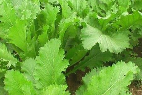Potherb mustard