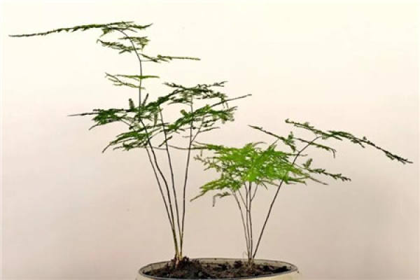 Asparagus