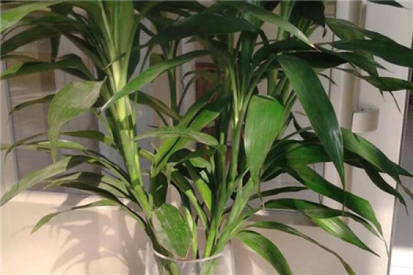 money tree