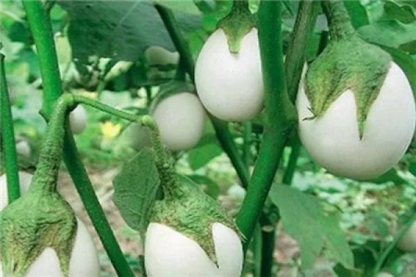 Solanum alba