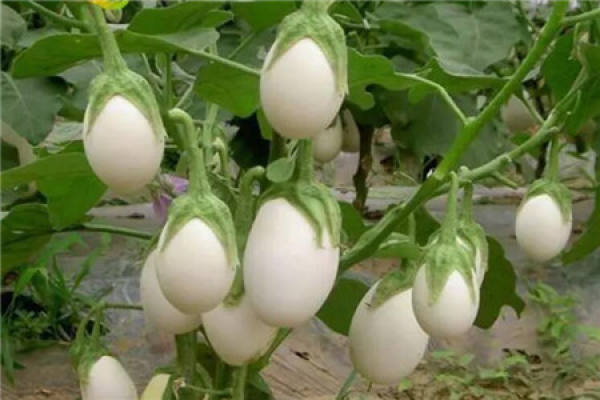 Solanum alba