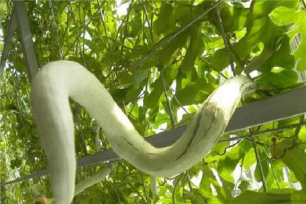 Solanum alba