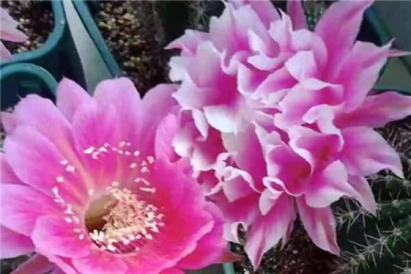 Cactus blossom