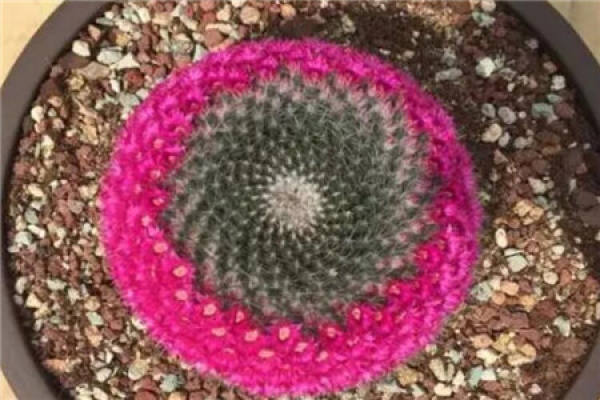 Cactus blossom