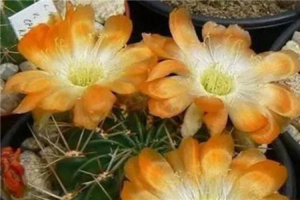 Cactus blossom