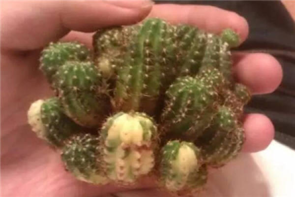 cactus blooming