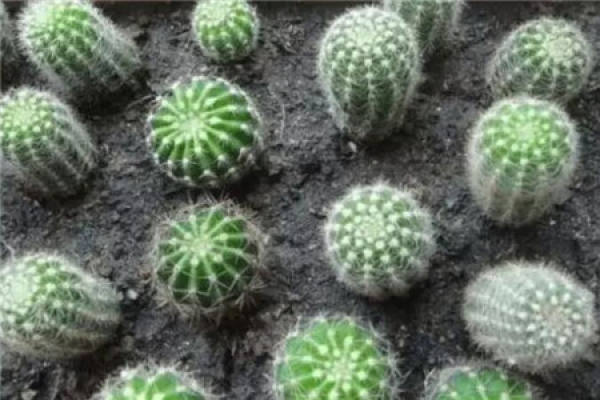 cactus blooming