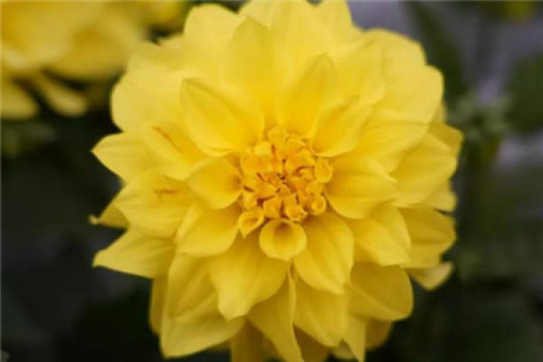 Dahlia
