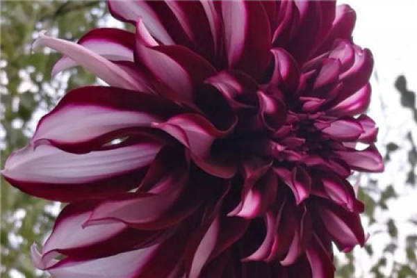 Dahlia
