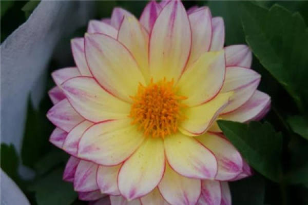 Dahlia