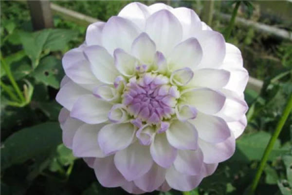 Dahlia