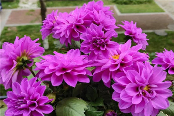 Dahlia