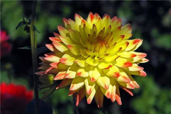 Dahlia