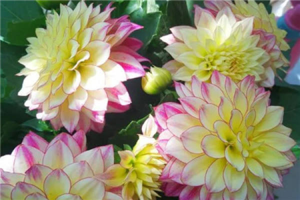 Dahlia