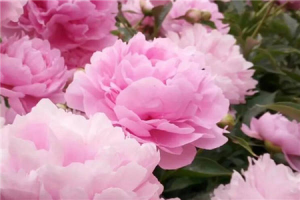 Paeonia lactiflora