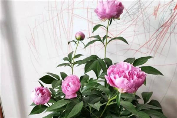 Paeonia lactiflora