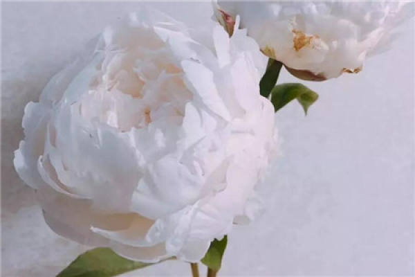 Paeonia lactiflora