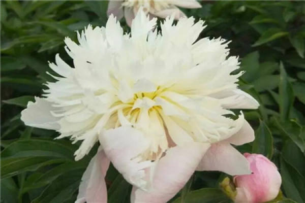 peony