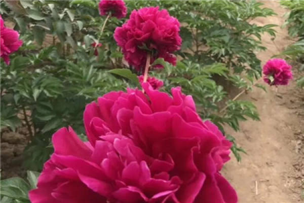 peony