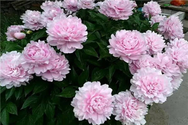 peony