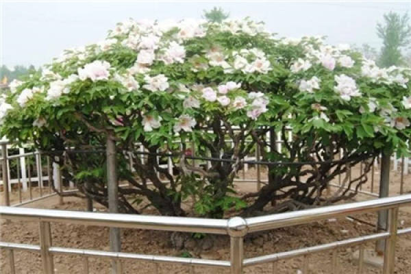 Peony Tree