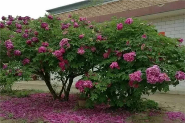 Peony Tree