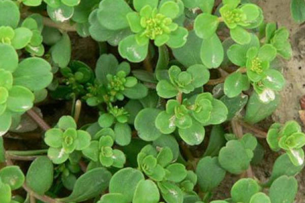 Sedum emarginatum