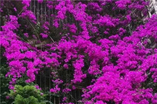 peony tree