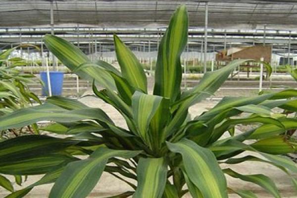 Sago Cycas
