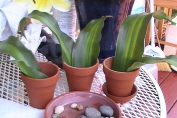 Sago Cycas