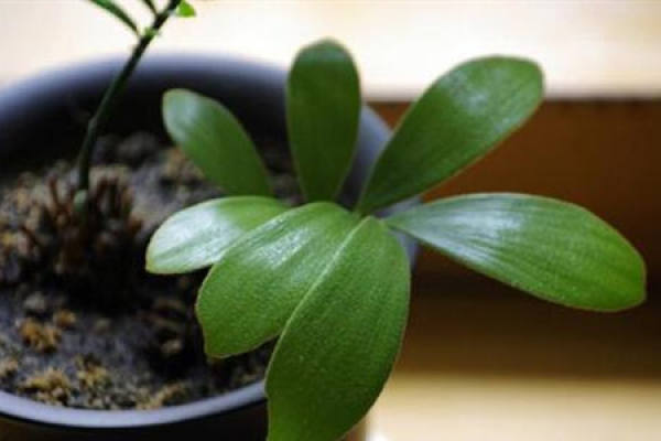 Sago Cycas