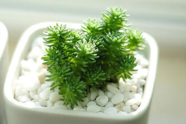 Bai Hua Xiao Song