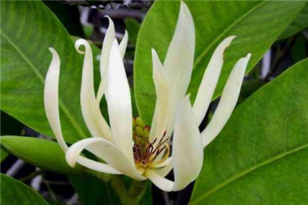 White Orchid