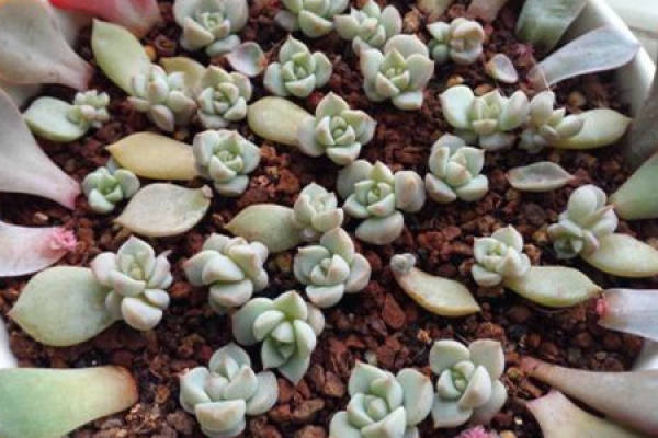 Soil