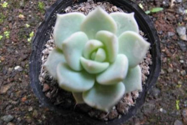 soil