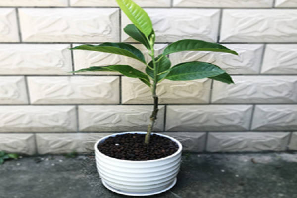 Magnolia denudata