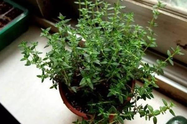 Thyme