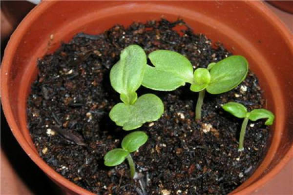 Zinnia