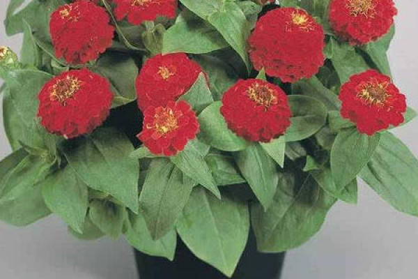 Zinnia