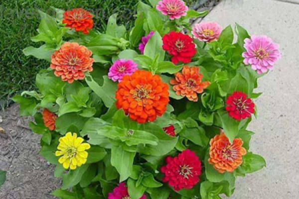 chrysanthemum