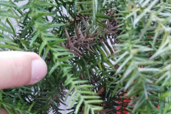 Australian fir