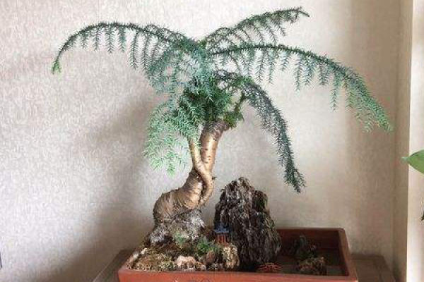 Australian fir