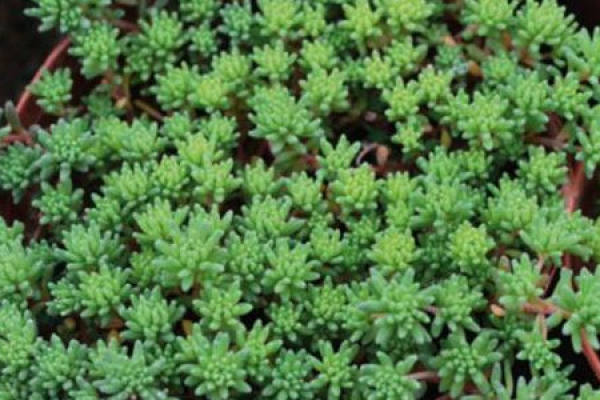 Rorippa tenuifolia