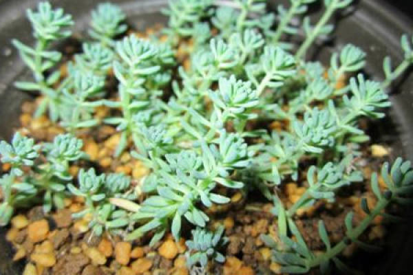 Rorippa tenuifolia