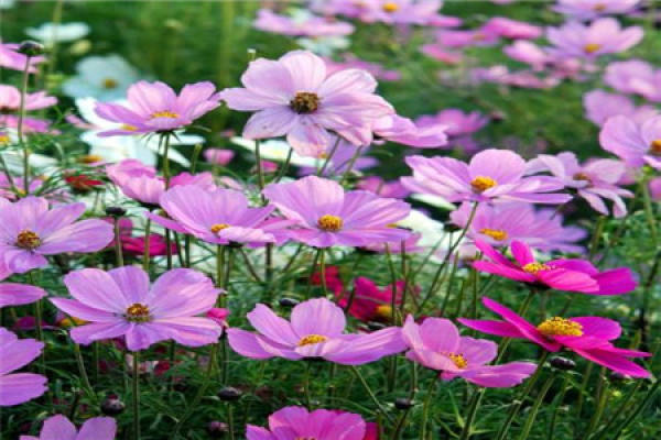 Cosmos