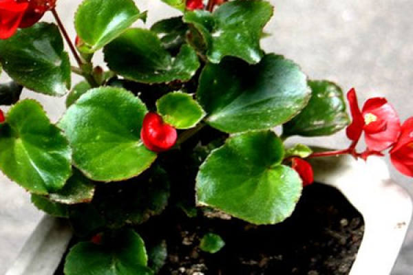 Glass Begonia