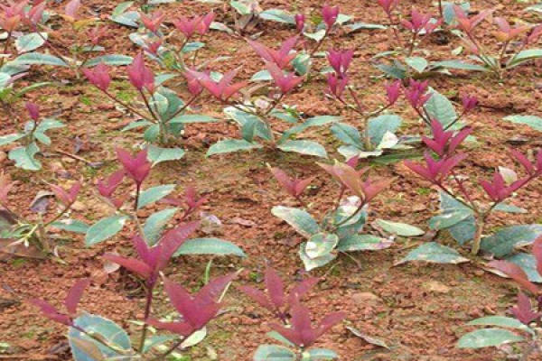 Seedbed