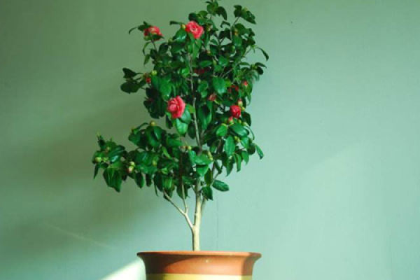 Camellia