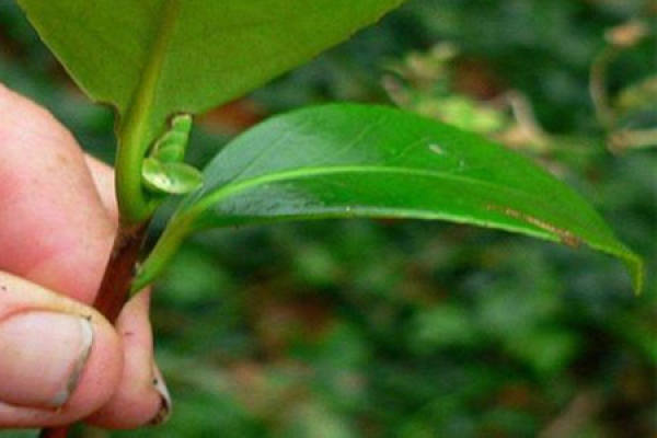 Camellia